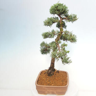 Vonkajšie bonsai - Juniperus chinensis Kishu -Jalovec čínsky - 2