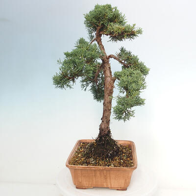 Vonkajšie bonsai - Juniperus chinensis Kishu -Jalovec čínsky - 2