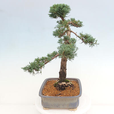 Vonkajšie bonsai - Juniperus chinensis Kishu -Jalovec čínsky - 2