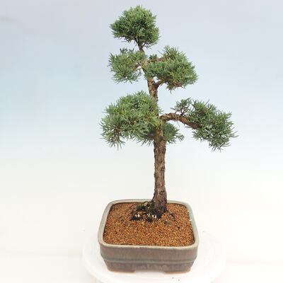 Vonkajšie bonsai - Juniperus chinensis Kishu -Jalovec čínsky - 2