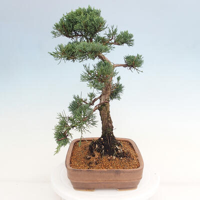 Vonkajšie bonsai - Juniperus chinensis Kishu -Jalovec čínsky - 2