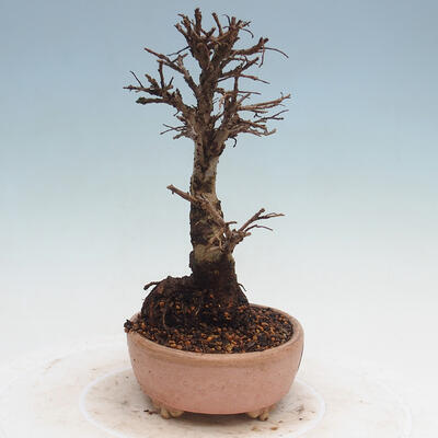 Vonkajšie bonsai - Zelkova - Zelkova Nirom - 2