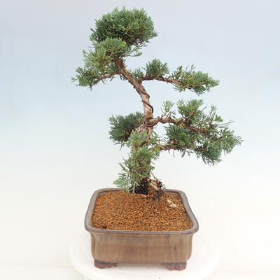 Vonkajšie bonsai - Juniperus chinensis Kishu -Jalovec čínsky - 2