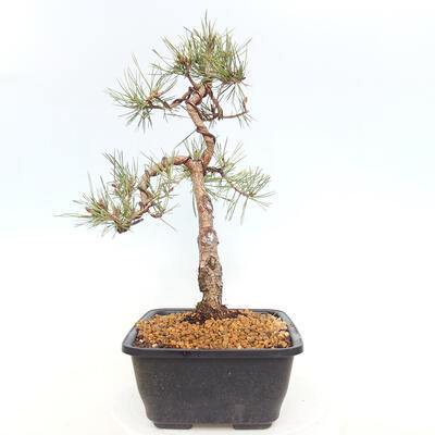 Vonkajšie bonsai - Pinus Sylvestris - Borovica lesná - 2