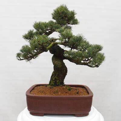 Vonkajšie bonsai - Pinus parviflora - Borovica drobnokvetá - 2