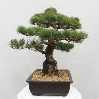 Vonkajšie bonsai - Pinus parviflora - Borovica drobnokvetá - 2