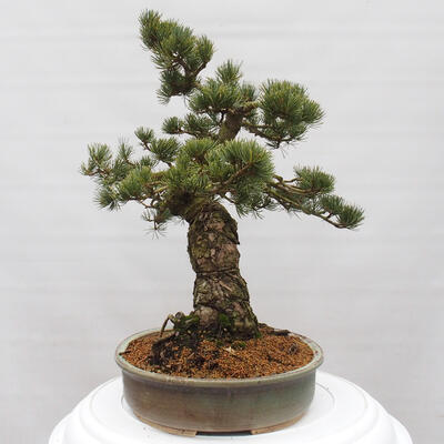 Vonkajšie bonsai - Pinus parviflora - Borovica drobnokvetá - 2