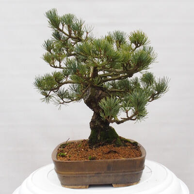 Vonkajšie bonsai - Pinus parviflora - Borovica drobnokvetá - 2