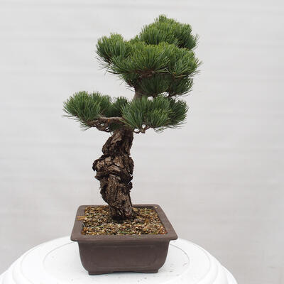 Vonkajšie bonsai - Pinus parviflora - Borovica drobnokvetá - 2