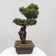 Vonkajšie bonsai - Pinus parviflora - Borovica drobnokvetá - 2/5