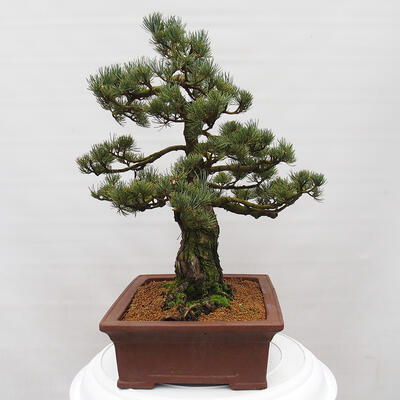 Vonkajšie bonsai - Pinus parviflora - Borovica drobnokvetá - 2