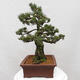 Vonkajšie bonsai - Pinus parviflora - Borovica drobnokvetá - 2/5