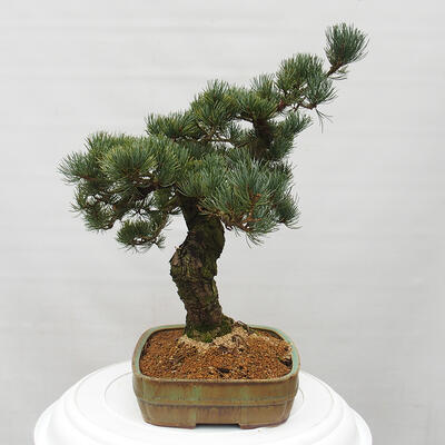 Vonkajšie bonsai - Pinus parviflora - Borovica drobnokvetá - 2