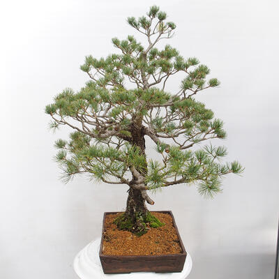 Vonkajšie bonsai - Pinus parviflora - Borovica drobnokvetá - 2