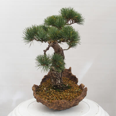 Vonkajšie bonsai - Pinus parviflora - Borovica drobnokvetá - 2