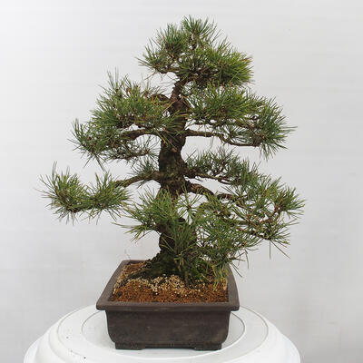 Vonkajšie bonsai - Pinus thunbergii - Borovica thunbergova - 2