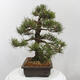 Vonkajšie bonsai - Pinus thunbergii - Borovica thunbergova - 2/5