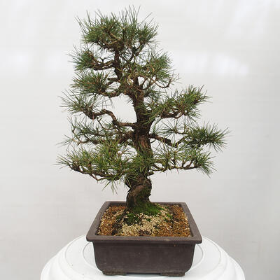 Vonkajšie bonsai - Pinus thunbergii - Borovica thunbergova - 2