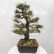 Vonkajšie bonsai - Pinus thunbergii - Borovica thunbergova - 2/5