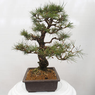 Vonkajšie bonsai - Pinus thunbergii - Borovica thunbergova - 2