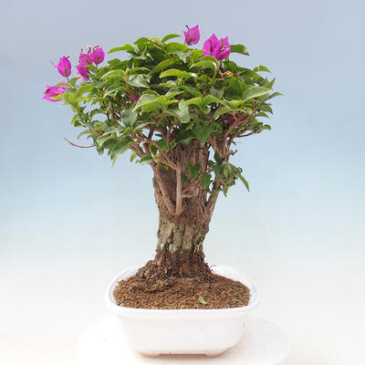 Izbová bonsai - Bouganwilea - 2