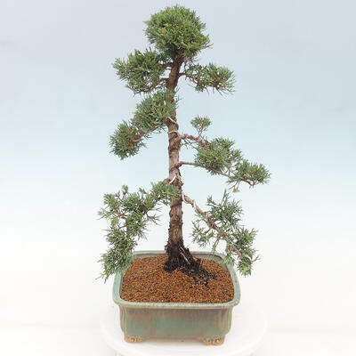 Vonkajšie bonsai - Juniperus chinensis Kishu -Jalovec čínsky - 2