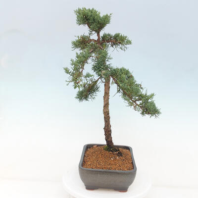 Vonkajšie bonsai - Juniperus chinensis Kishu -Jalovec čínsky - 2