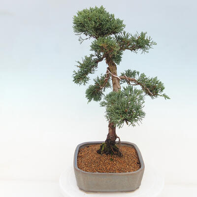 Vonkajšie bonsai - Juniperus chinensis Kishu -Jalovec čínsky - 2