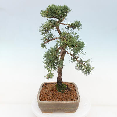 Vonkajšie bonsai - Juniperus chinensis Kishu -Jalovec čínsky - 2