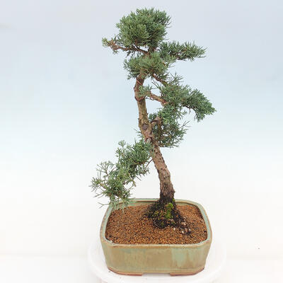 Vonkajšie bonsai - Juniperus chinensis Kishu -Jalovec čínsky - 2