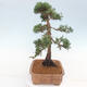 Vonkajšie bonsai - Juniperus chinensis Kishu -Jalovec čínsky - 2/4