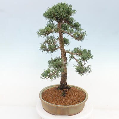 Vonkajšie bonsai - Juniperus chinensis Kishu -Jalovec čínsky - 2