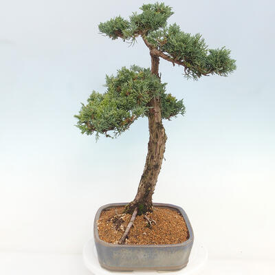 Vonkajšie bonsai - Juniperus chinensis Kishu -Jalovec čínsky - 2