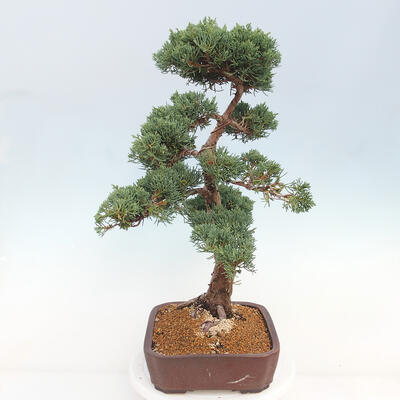 Vonkajšie bonsai - Juniperus chinensis Kishu -Jalovec čínsky - 2