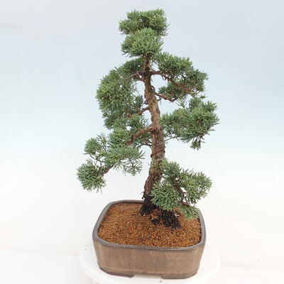 Vonkajšie bonsai - Juniperus chinensis Kishu -Jalovec čínsky - 2