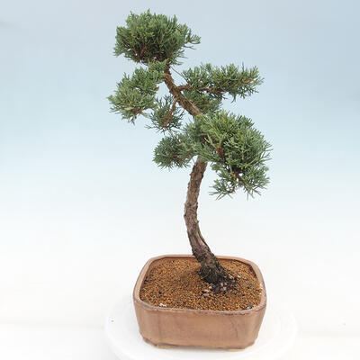 Vonkajšie bonsai - Juniperus chinensis Kishu -Jalovec čínsky - 2