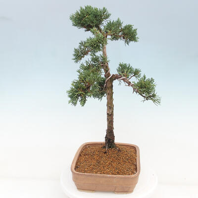 Vonkajšie bonsai - Juniperus chinensis Kishu -Jalovec čínsky - 2