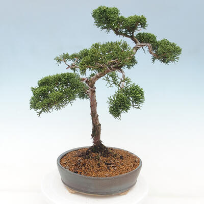 Vonkajšie bonsai - Juniperus chinensis Kishu -Jalovec čínsky - 2