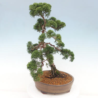 Vonkajšie bonsai - Juniperus chinensis Kishu -Jalovec čínsky - 2