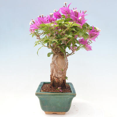 Izbová bonsai - Bouganwilea - 2