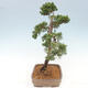 Vonkajšie bonsai - Juniperus chinensis Kishu -Jalovec čínsky - 2/5