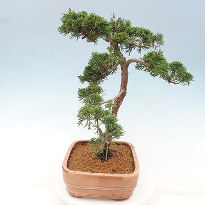 Vonkajšie bonsai - Juniperus chinensis Kishu -Jalovec čínsky - 2