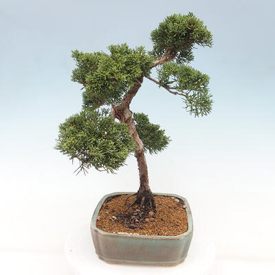 Vonkajšie bonsai - Juniperus chinensis Kishu -Jalovec čínsky - 2