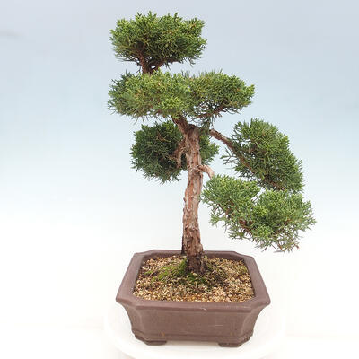 Vonkajšie bonsai - Juniperus chinensis Kishu -Jalovec čínsky - 2