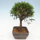 Vonkajší bonsai - Juniperus chinensis Itoigawa -Jalovec čínsky - 2/4