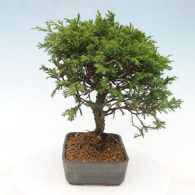 Vonkajší bonsai - Juniperus chinensis Itoigawa -Jalovec čínsky - 2