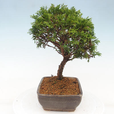 Vonkajší bonsai - Juniperus chinensis Itoigawa -Jalovec čínsky - 2