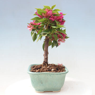 Izbová bonsai - Bouganwilea - 2