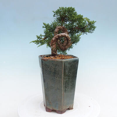 Vonkajší bonsai - Juniperus chinensis Kishu -Jalovec čínsky - 2