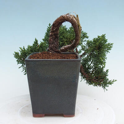 Vonkajší bonsai - Juniperus chinensis Kishu -Jalovec čínsky - 2